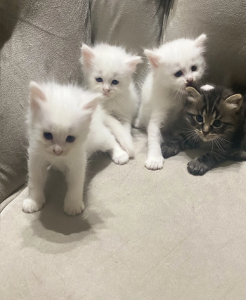 ‏قطة معه خمس أولاد نادرين من النوع معلمين