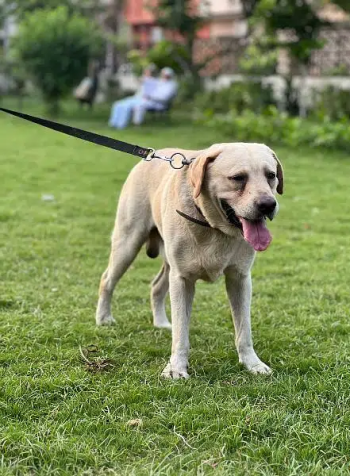 Labrador dog for sale