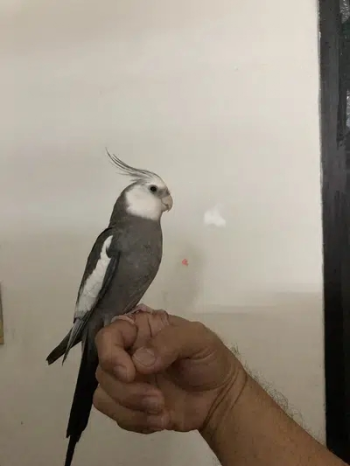 For sale cockatiel