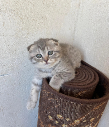 قطه سكوتش فولد بيور