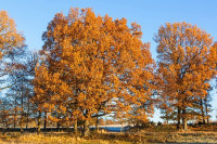 Shop Oak Trees Online | Free Delivery, Planting & 1-Year Warranty