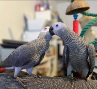Healthy & Well-Socialized African Grey Parrots for Sale
