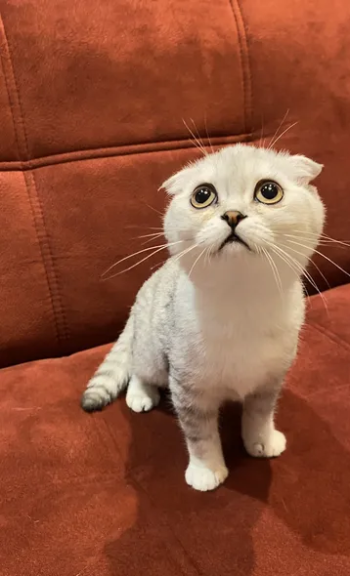 سكوتش فولد بيور