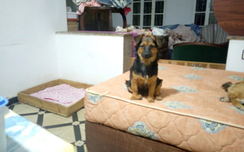 كلاب صغيرة للبيع ثمن جد مناسب