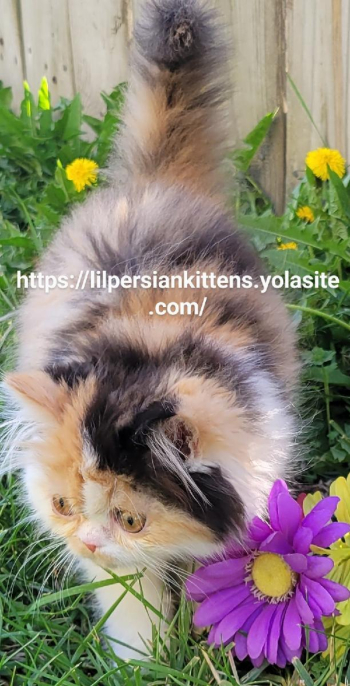 Persians cfa souix falls south Dakota