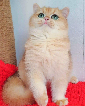 Find your perfect cat at Breed n Breeder