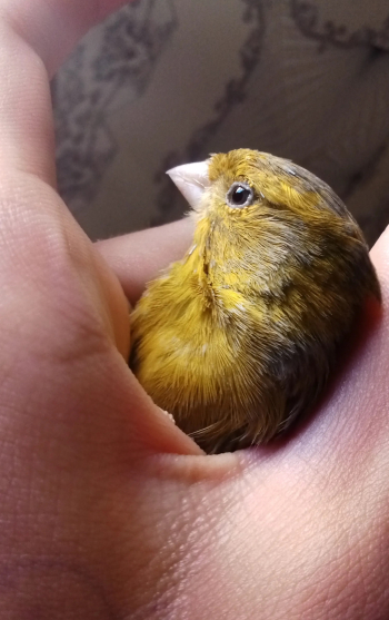 دكر الكناري للبيع