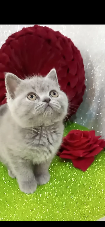 قطط رائعه للبيع