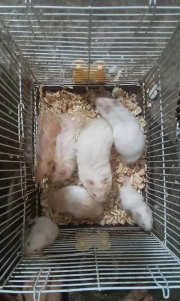 هامستر للبيع 100 dh