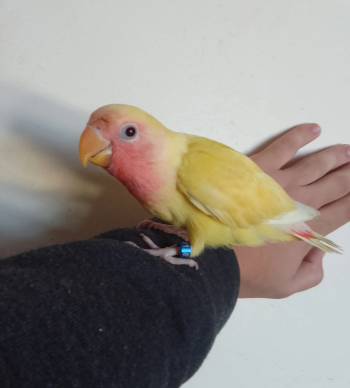 روز لوتينو عين حمرة