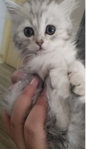 قطة صغيرة للبيع