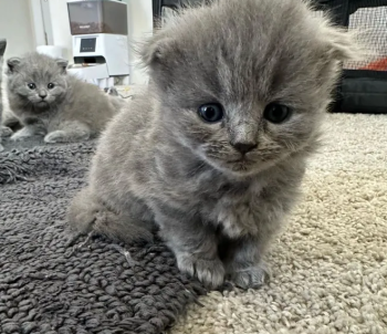 Scottish Fold Kitten