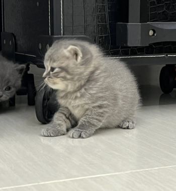 قطط سكوتش ستريت للبيع