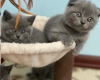 Scottish Fold Kitten