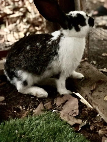 ارنب أليف للبيع زائد كل من يود ان يشتريه نفعل له خصم