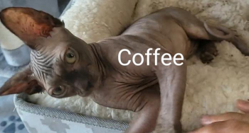 5 Female Sphynx Rehome Non-neutered 12 months - Solid Black, Pink, Blue Eye Hairless - 917-272-003three for sale in New York, New York