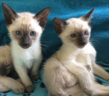 Super Cute Siamese Babies