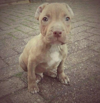 PITBULL PUPPIES