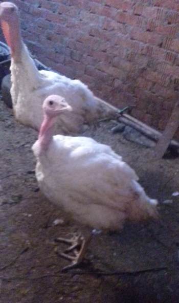 رومي ابيض للبيع وزن 7 كيلو سعر الكيلو 130 جنيه تربيه بيتي مش مزارع