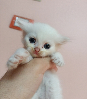 ولد و بنتين شيرازي بيور