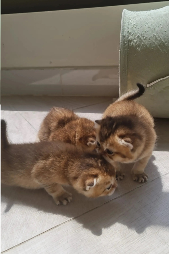 top quality scotch fold ny25 shanshila