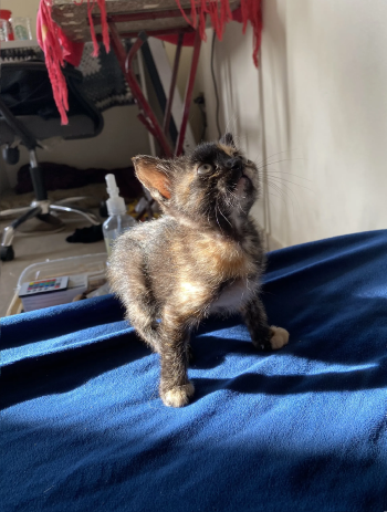 قط للتبني العمر شهر