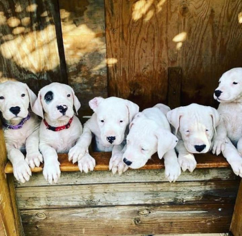 Camadas increíbles listas (Mejor Seguridad