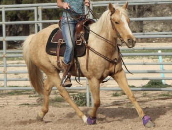 Stunning Handy Broke Dappled Palomino Mare