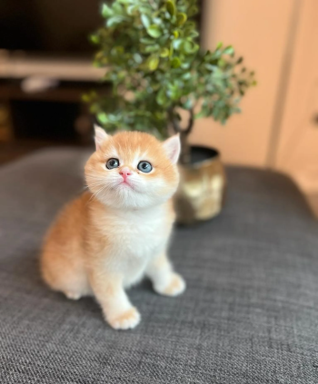 British Shorthair NY12 Top Quality male