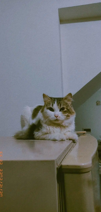 Reward for Missing Cat - 30,000 PKR for Finding & Returning