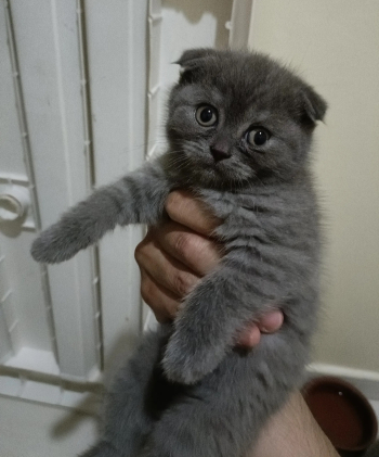 scottish fold and Scottish straight