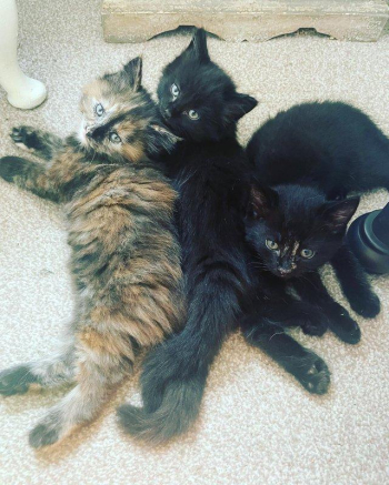 Ten week old Calico/father is local Maine Coone cross