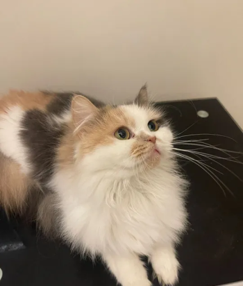 قطط للتبني العاجل