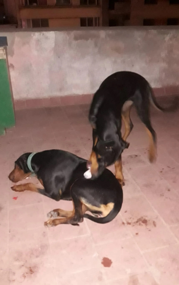 دوبيرمان للبيع