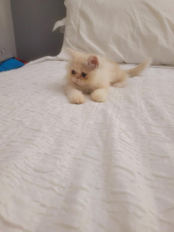 Persian kittens