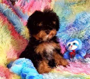 Toy Poodle male