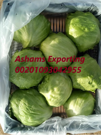 خس كابوتشي بجوده عاليه 