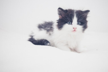 Stunning Turkish Angora kittens.