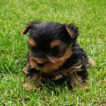 Elegant Two Yorkie Puppies
