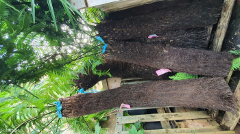 3.5ft Dicksonia Antarctica Tree Ferns . Australian Soft Trees Tropical Garden Plants.
