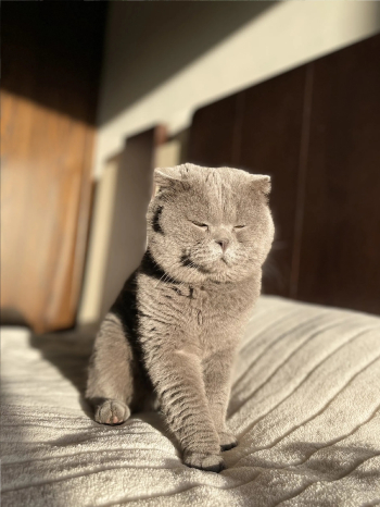 Scottish fold