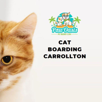Cat Boarding Excellence at Paw Oasis Pet Resort: Unmatched Comfort and Dedicated Care