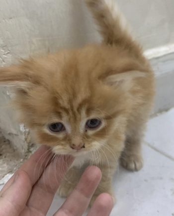 قطط شيرازي للبيع اعمار شهر ونص مكان العين موجود 5 حبات 4 شقر 1 ابيض سعر الحبه 650