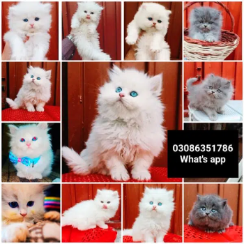 CASH ON DELIVERY High Quality Persian kitten or Persian cat Babies