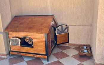 Dog house بيت كلب