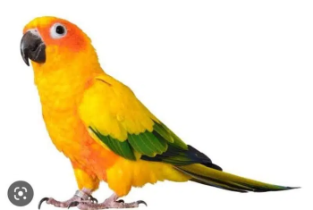 2 baredars females Suncanor For Sale