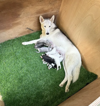 Husky Siberian Pure / هاسكي سايبيريا بيور