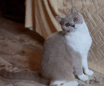 Buy British Shorthair cat online in Bangalore - Breed n Breeder