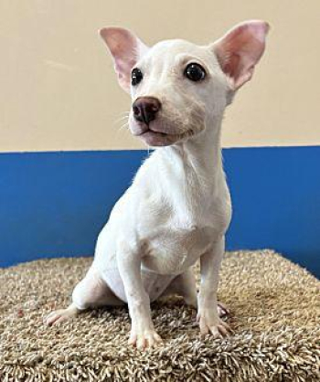 Lotus Rat Terrier Puppy Female in Fayetteville, Georgia