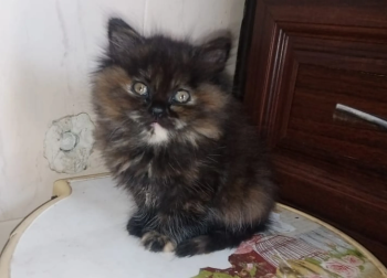 Ø¨Ø³ÙŠÙ† ØµØºÙŠØ±Ø© ØºÙŠØ± Ù†Ø§Ø¶Ø¬Ù‡ Ø§Ù„Ø¹Ù…Ø± Ù…Ø§ÙŠÙ‚Ø§Ø±Ø¨ Ø«Ù„Ø§Ø« Ø´Ù‡ÙˆØ± Ù†ÙˆØ¯ Ø¹ÙŠÙ„Ù‡ ØªØ®Ø§Ù Ø§Ù„Ù„Ù‡ ÙƒØªÙŠØ± Ù…Ù‡Ø¶ÙˆÙ… ÙˆØ§Ù„ÙŠÙ Ø¨Ù